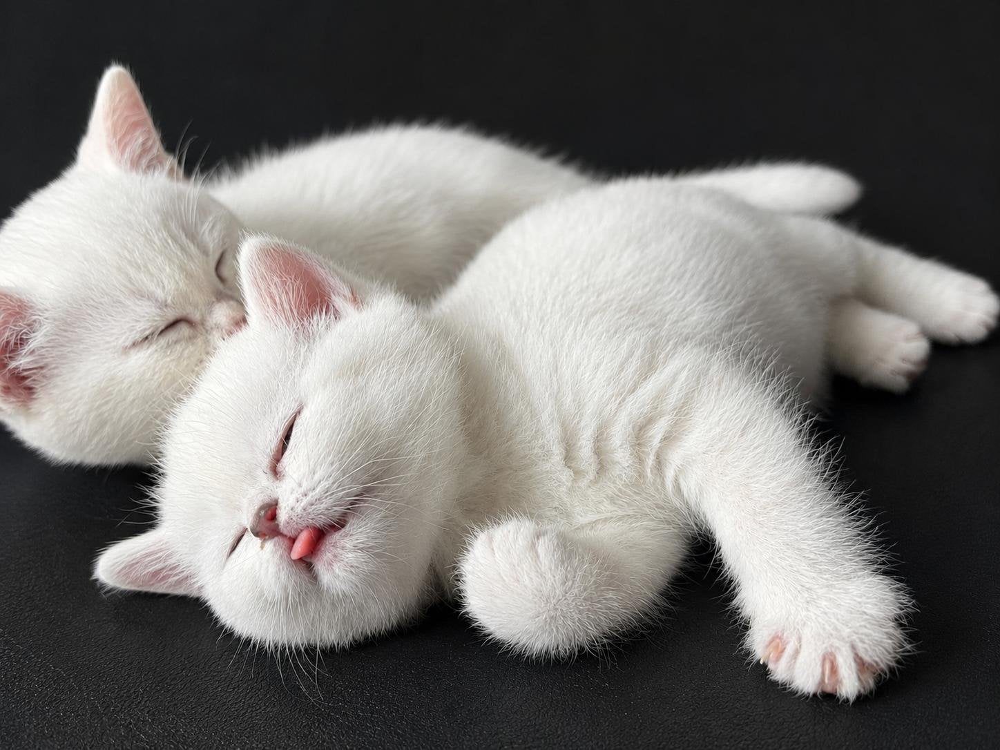 Twee Schattige British shorthair zusjes/Kitten/British/Short, Dieren en Toebehoren, Meerdere dieren, Ontwormd, 0 tot 2 jaar
