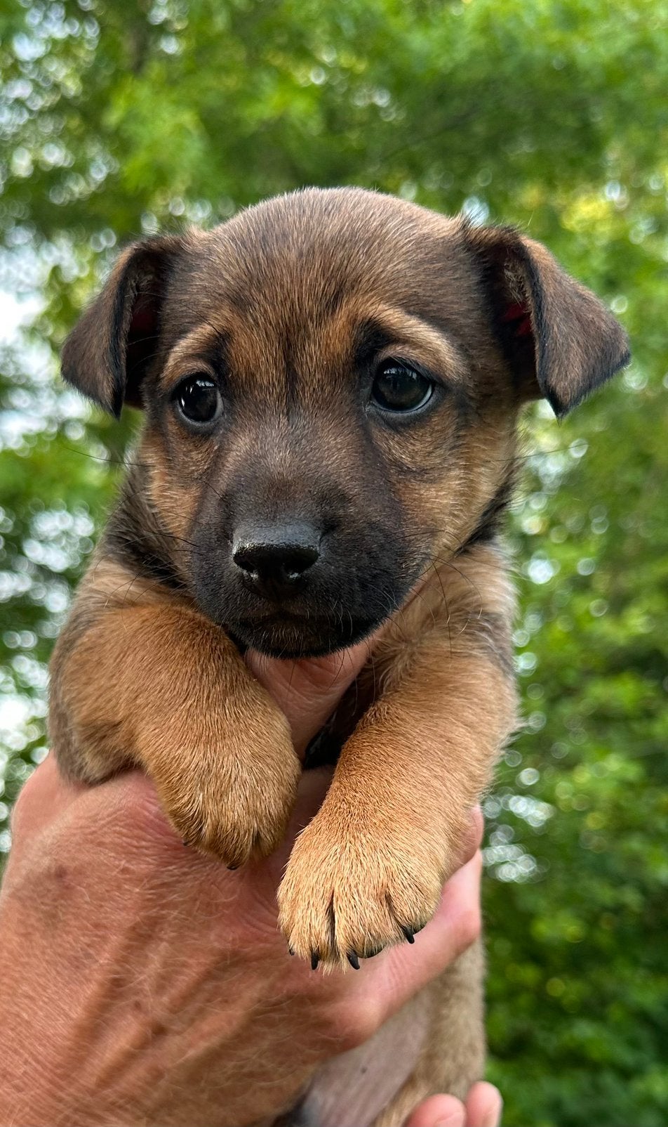 Prachtige Jack Russell pups/puppies/puppy’s, Dieren en Toebehoren, Honden | Jack Russells en Terriërs, Jack Russell Terriër, 8 tot 15 weken