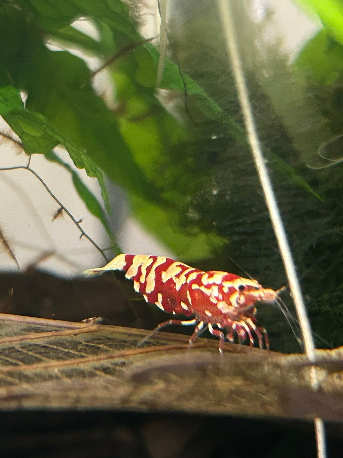 Fancy Tiger garnalen, Kreeft, Krab of Garnaal