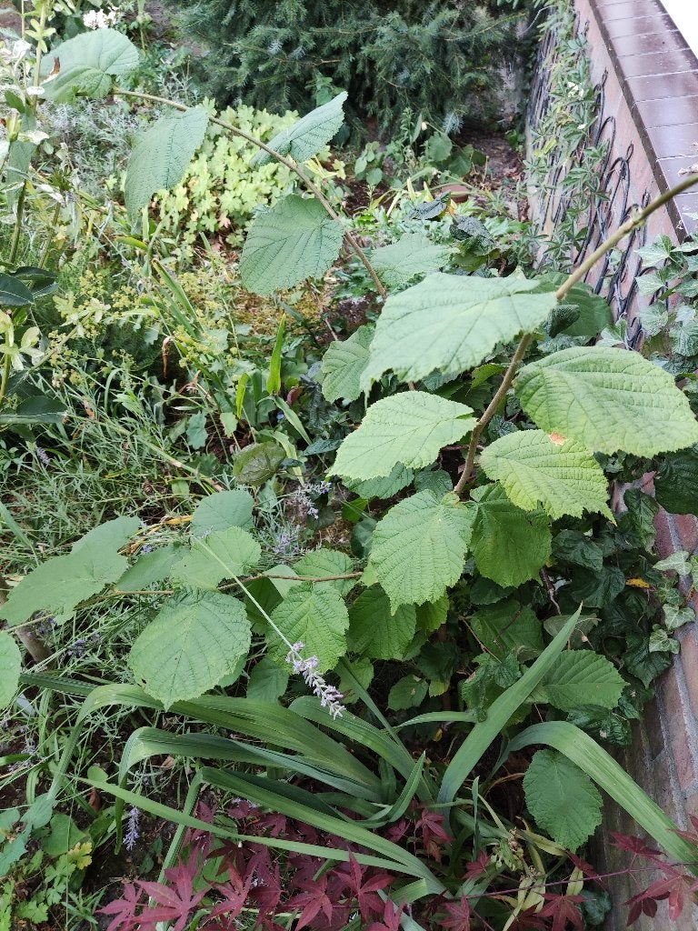 gratis ca 1.20m gegroeide stek van hazelaar, Tuin en Terras, Planten | Bomen, Overige soorten, 100 tot 250 cm, Halfschaduw, Lente