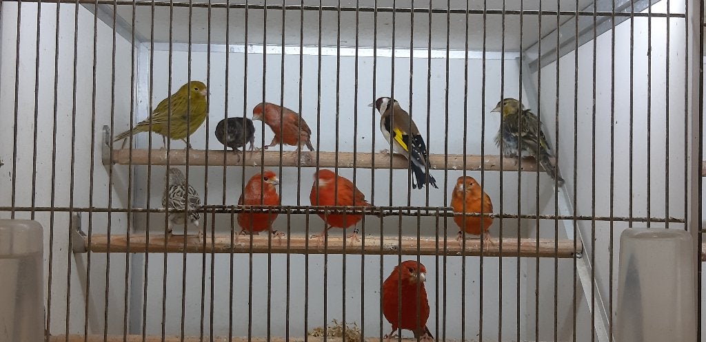 hybride, Dieren en Toebehoren, Vogels | Overige Vogels, Mannelijk, Wildzangvogel, Geringd
