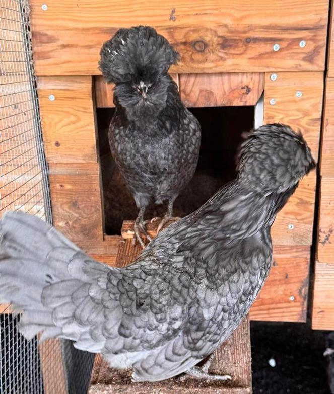 Broedeieren padua blauw gezoomd (baardkuifhoender), Geslacht onbekend, Kip