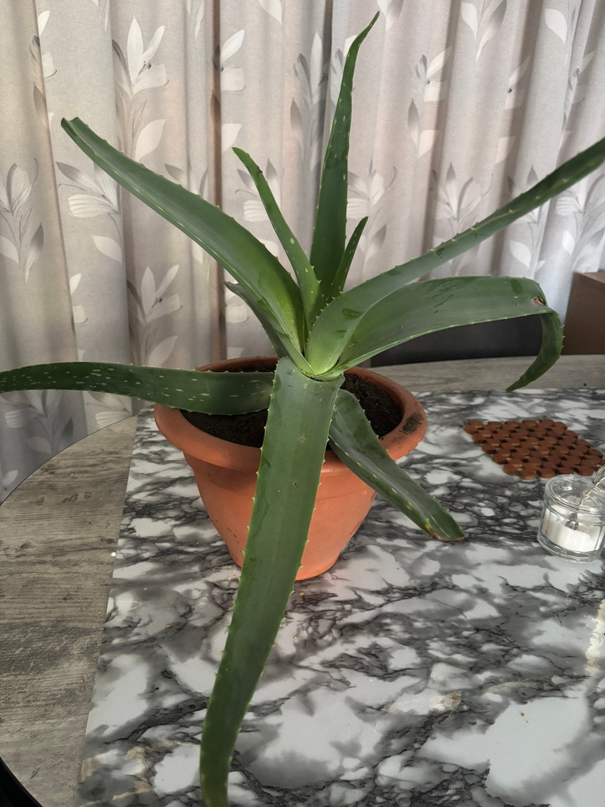 Aloe vera, Ophalen, Overige soorten, Volle zon