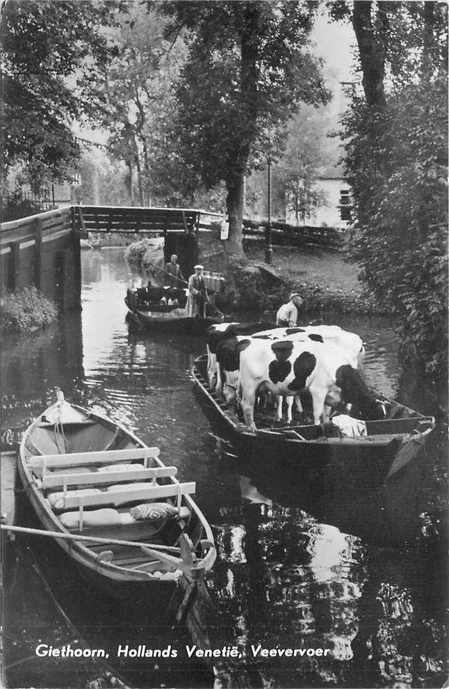 304-259-043 Giethoorn Hollands Venetië, Veevervoer, Verzenden, Voor 1920, Overijssel