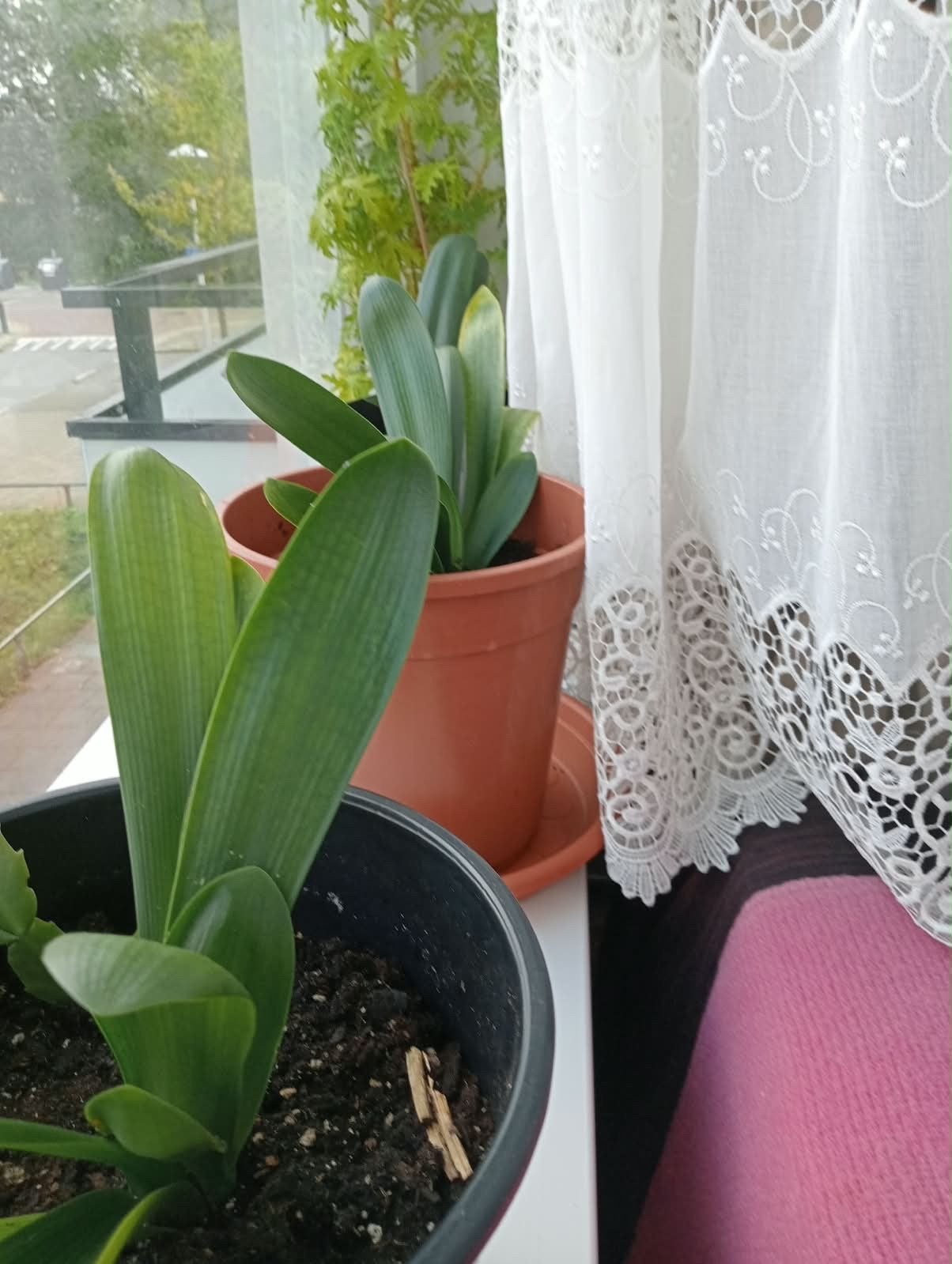Diverse kamerplanten te koop, Vaste plant, Halfschaduw, Lente, Ophalen
