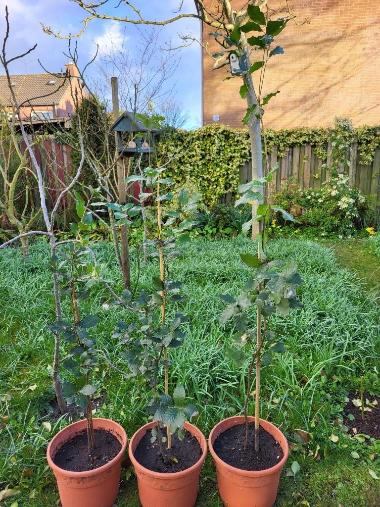 Steeneik; nog 1st te koop, Tuin en Terras, Halfschaduw, Overige soorten, Lente, 100 tot 250 cm