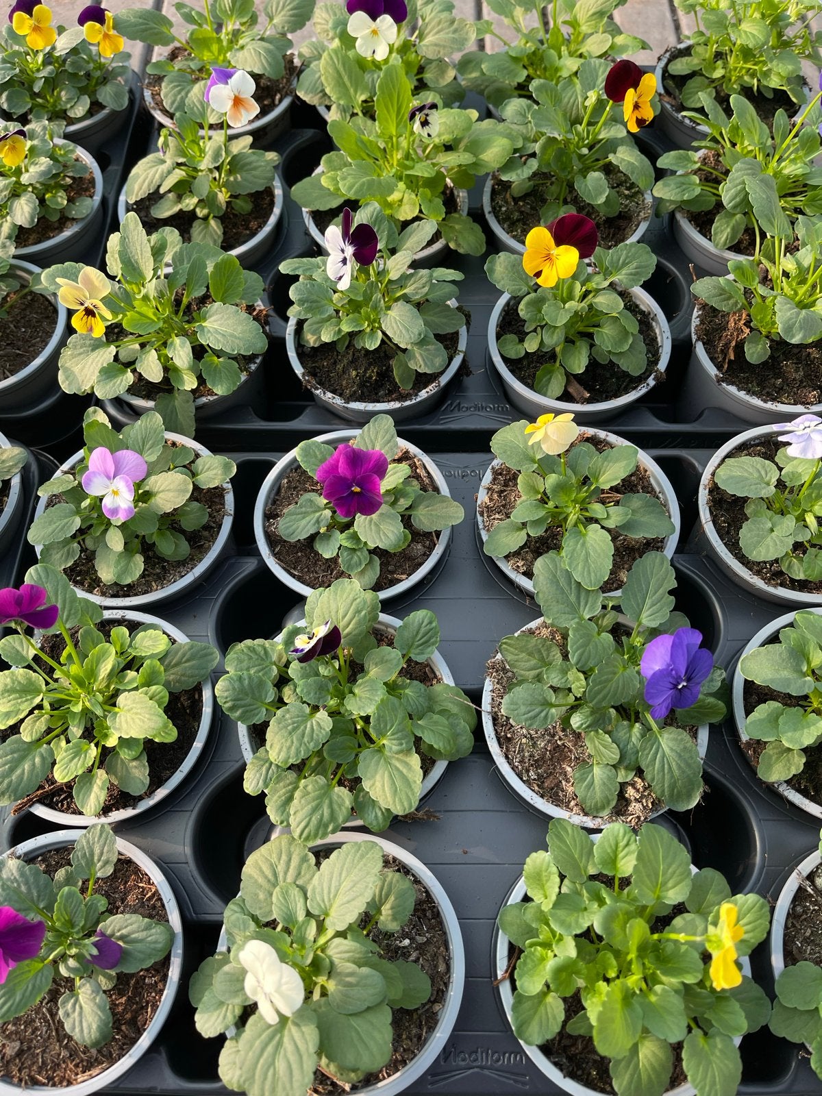 Kleinbloemige viooltjes (winterhard) 12 voor €5, Vaste plant, Halfschaduw, Lente, Ophalen