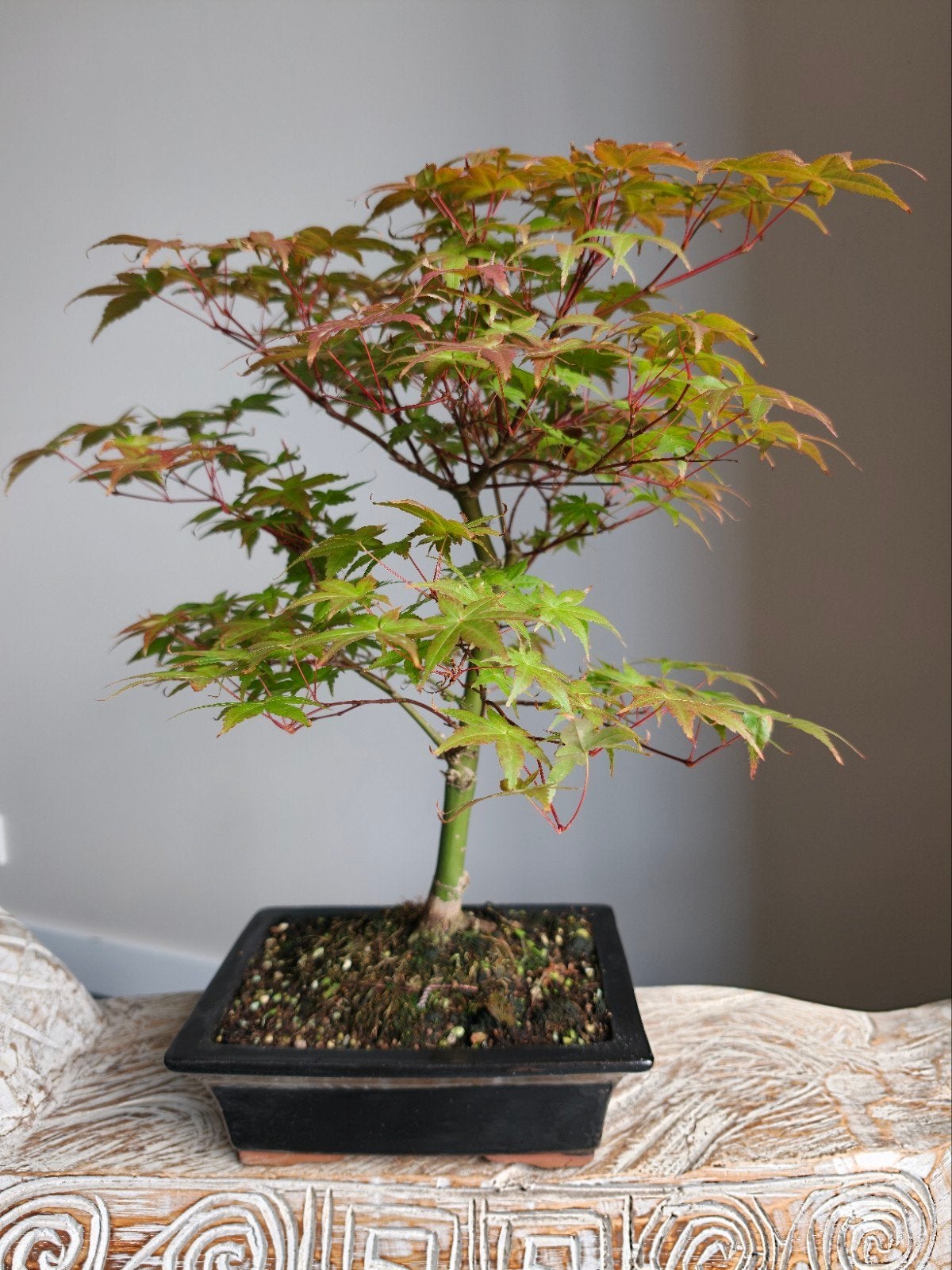 Acer Japanse Esdoorn Atropurpureum Bonsai, Bloeit niet, Halfschaduw, Minder dan 100 cm, Overige soorten
