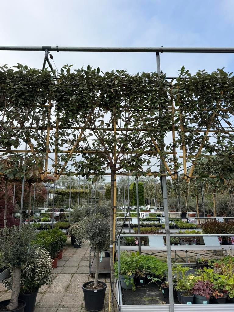 Elaeagnus ‘Compacta’ leischerm 180 stam, Overige soorten, 100 tot 250 cm, Zomer, Ophalen