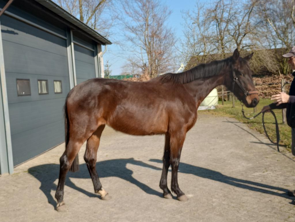 4 jarige stermerrie, Merrie, Springpaard, Met stamboom, Zadelmak