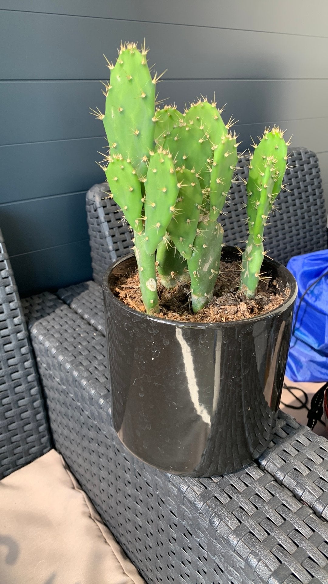 Cactus plant met pot €7, Ophalen, Cactus, Volle zon, Minder dan 100 cm