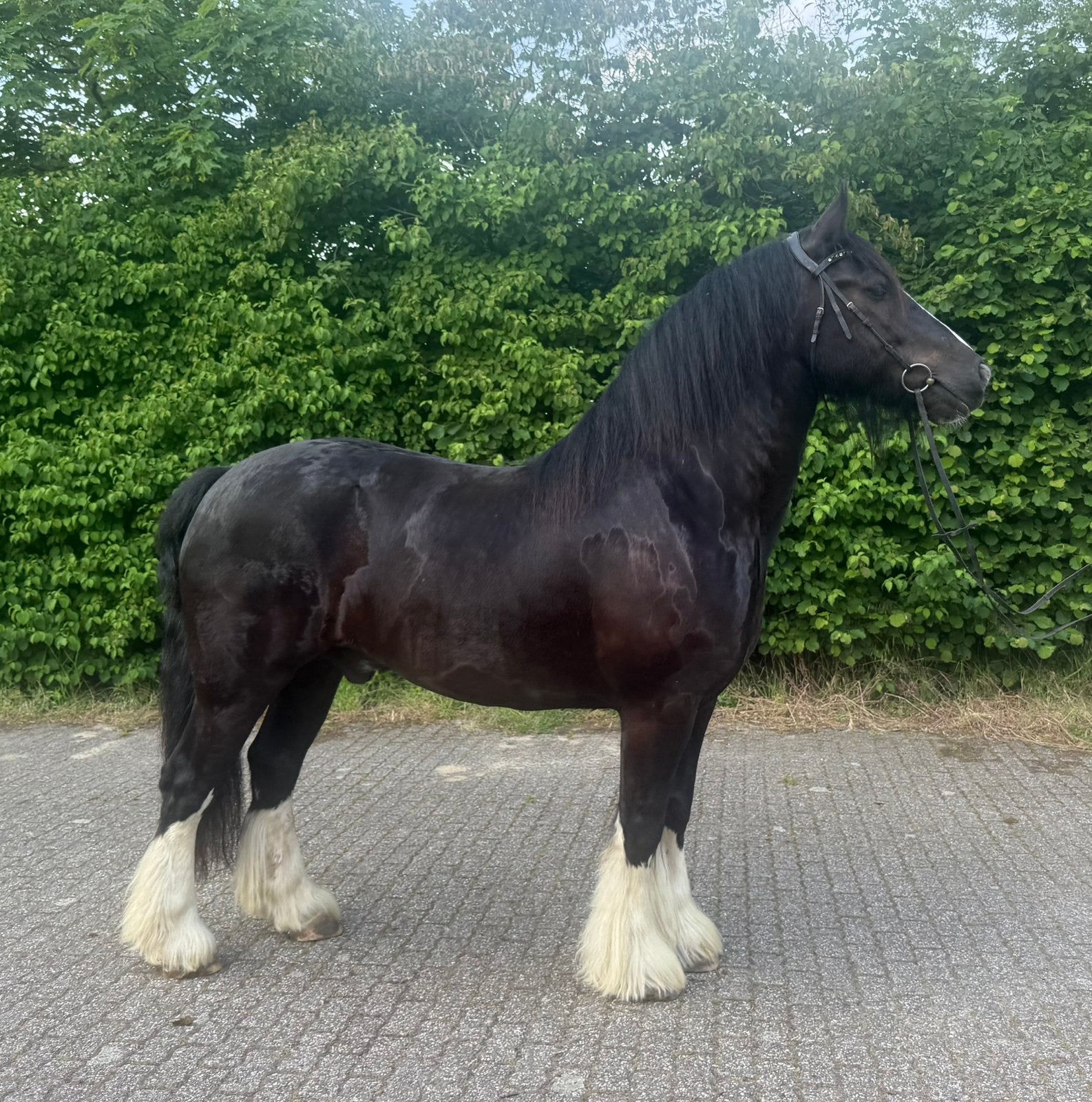 Mooie grote Tinker ruin, Dieren en Toebehoren, Paarden, Ruin, B, Minder dan 160 cm, 7 tot 10 jaar, Recreatiepaard, Met stamboom