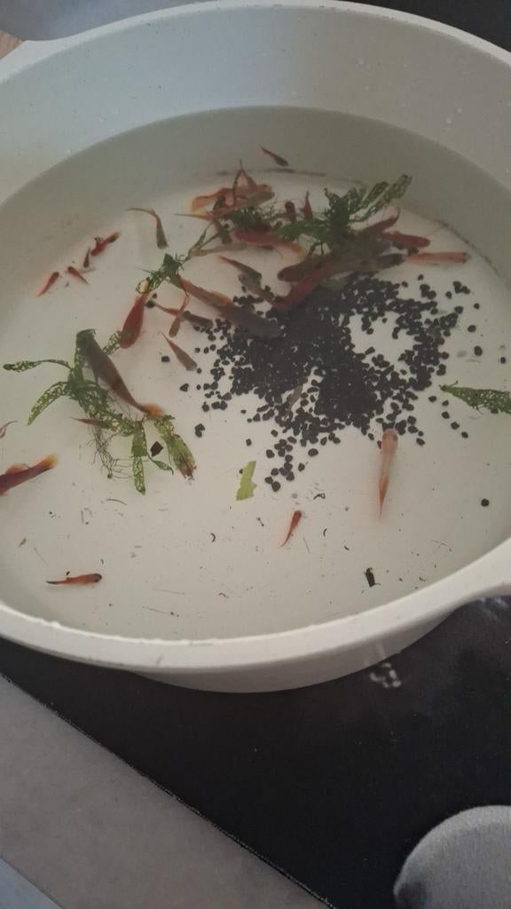 Rood/oranje visjes, Dieren en Toebehoren, Vissen | Aquariumvissen, Vis