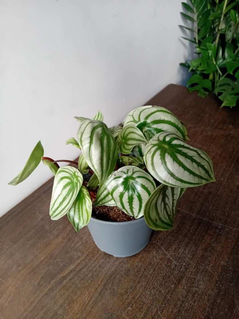 Kamerplant 30cm peperomia 'watermelon', Huis en Inrichting, Kamerplanten, Ophalen, Overige soorten, Halfschaduw, In pot