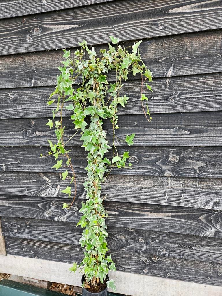 Hedera helix glacier, Ophalen of Verzenden, Overige soorten, 100 tot 250 cm