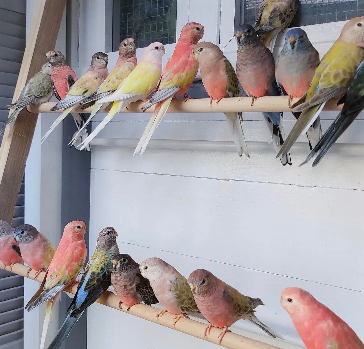 australische parkieten neophemas , roodrug , bourks , etc, Dieren en Toebehoren, Meerdere dieren, Papegaai