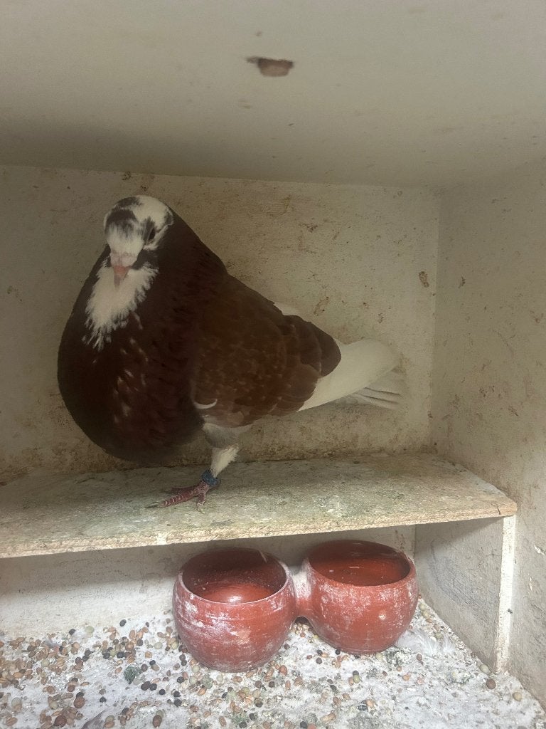 Zware rode doffer, Dieren en Toebehoren, Vogels | Duiven, Mannelijk, Kropper