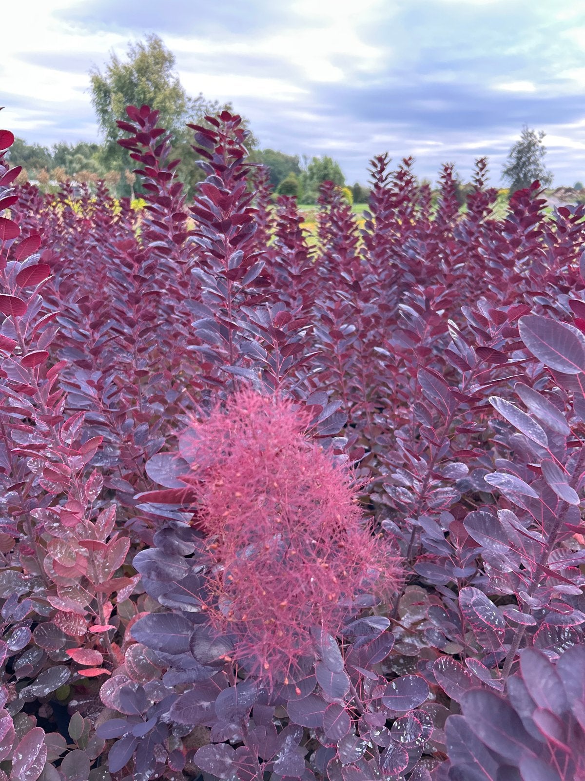 Pruikenboom 'Royal Purple' in 5L pot, Volle zon, Vaste plant, Zomer, Ophalen