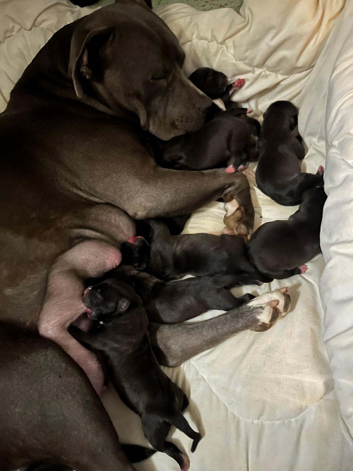 Staffordshire Bull Terrier, 8 tot 15 weken, Parvo, Meerdere, Meerdere dieren