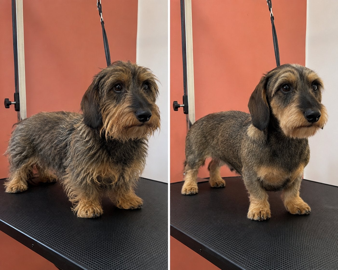 Ruwharige hond plukken | Specialist | Vanaf €65