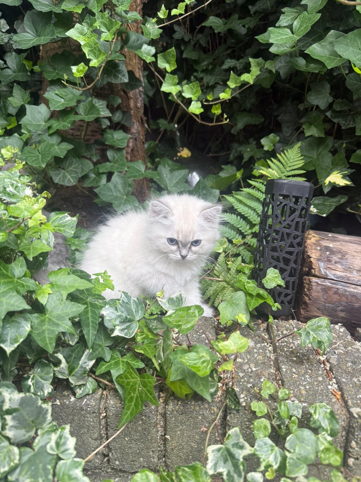Brits langhaar x sibirische boskat kittens, Meerdere dieren