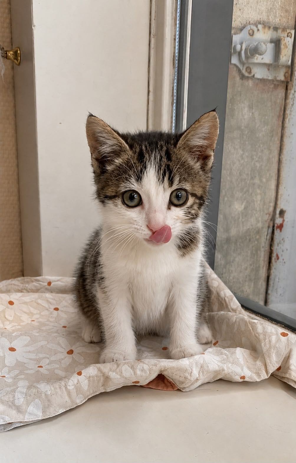 Wie heeft een gouden mandje voor deze lieve kitten?, Dieren en Toebehoren, Katten en Kittens | Dekkaters