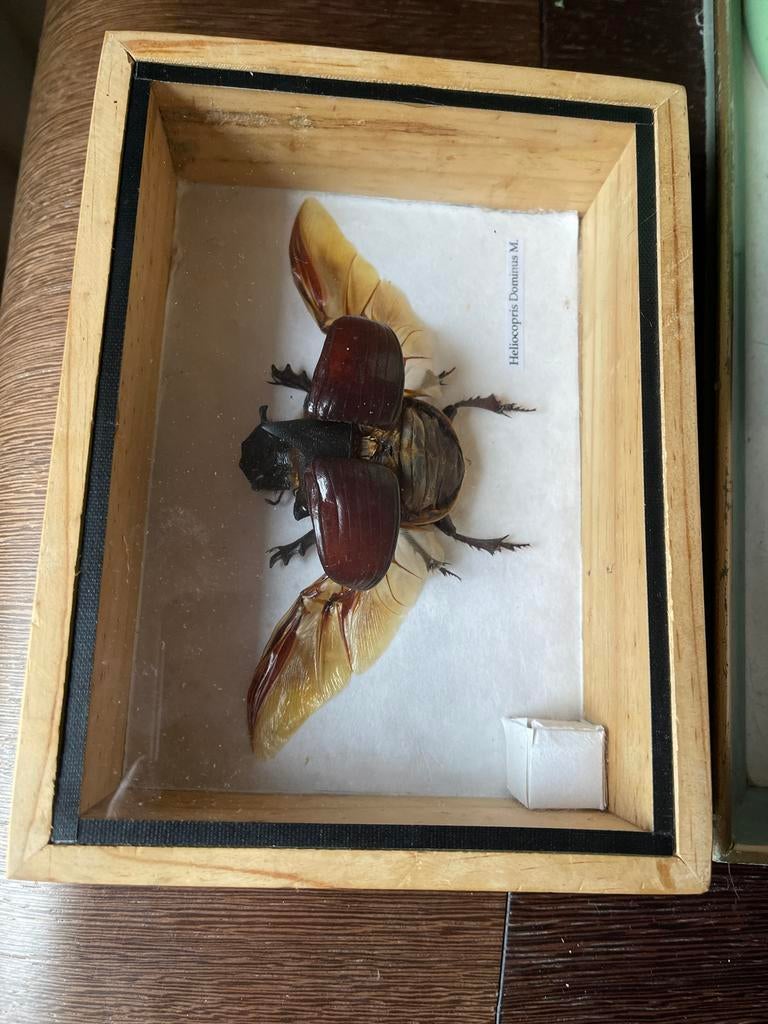 Opgezette Heliocopris Dominus, Verzamelen, Ophalen, Zo goed als nieuw, Opgezet dier