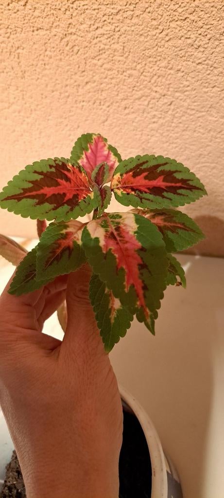 Mooie coleusstekken., Bloeiende kamerplant, Ophalen of Verzenden, Halfschaduw, Minder dan 100 cm