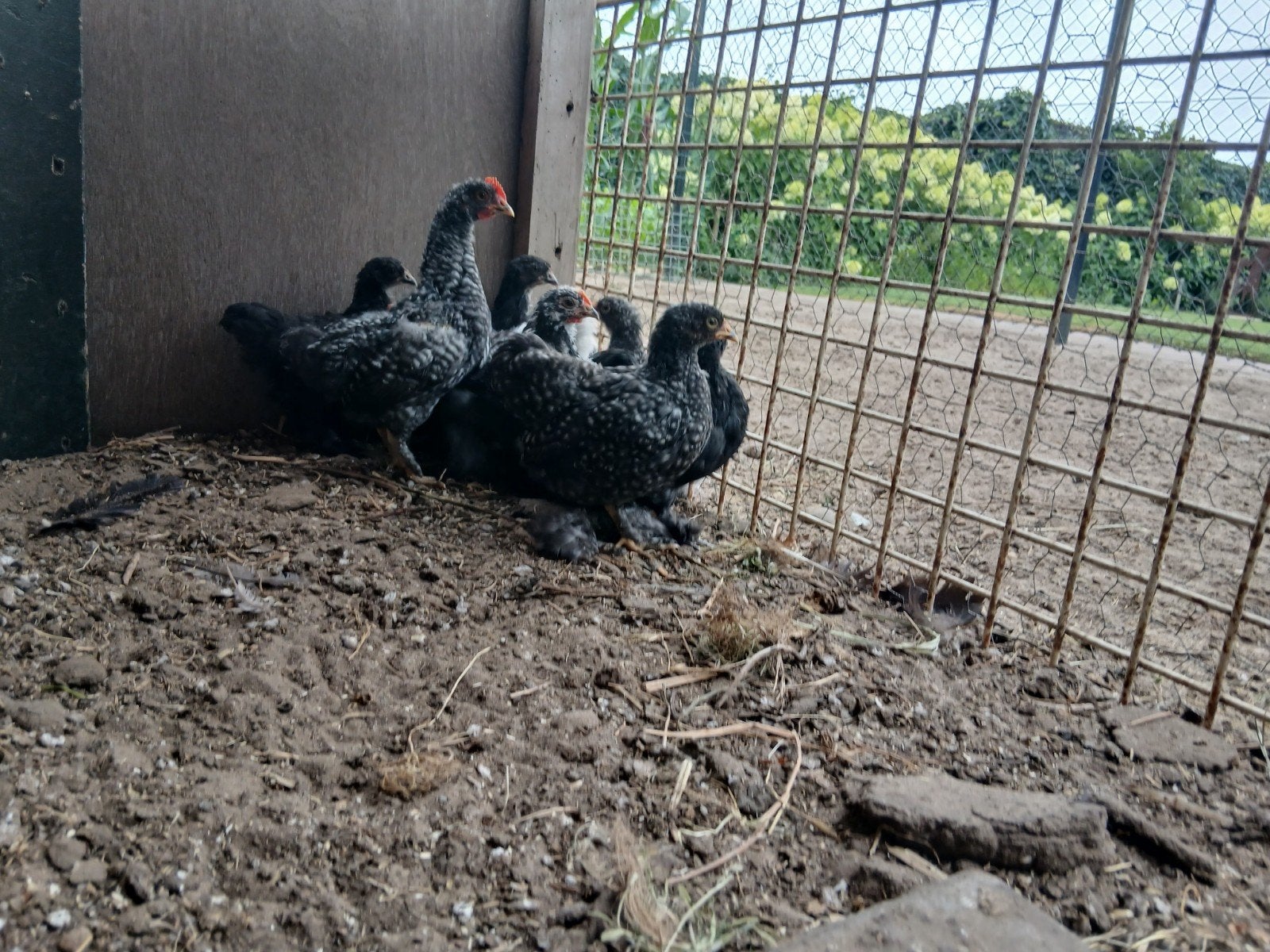 Mooie barnevelder kruizing cochins hennen 12,50 euro per hen, Meerdere dieren, Kip