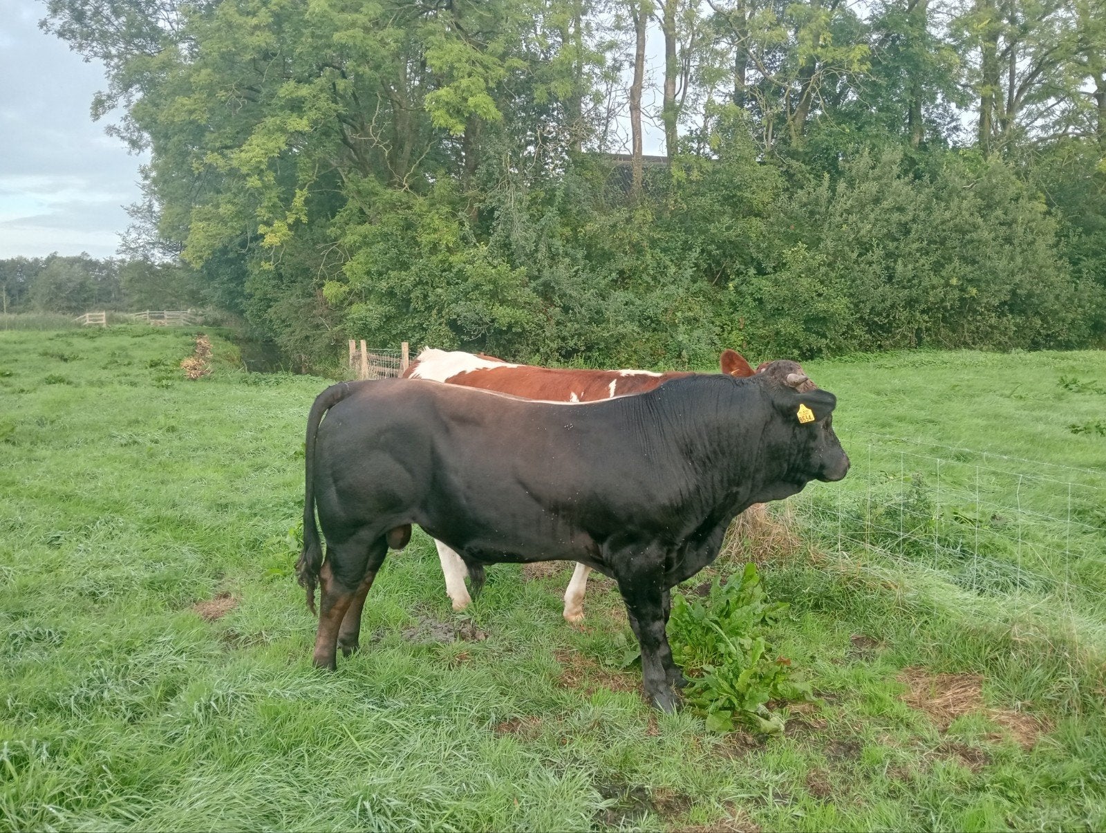 mooie dekstier en nog jonge stieren, Dieren en Toebehoren, Mannelijk