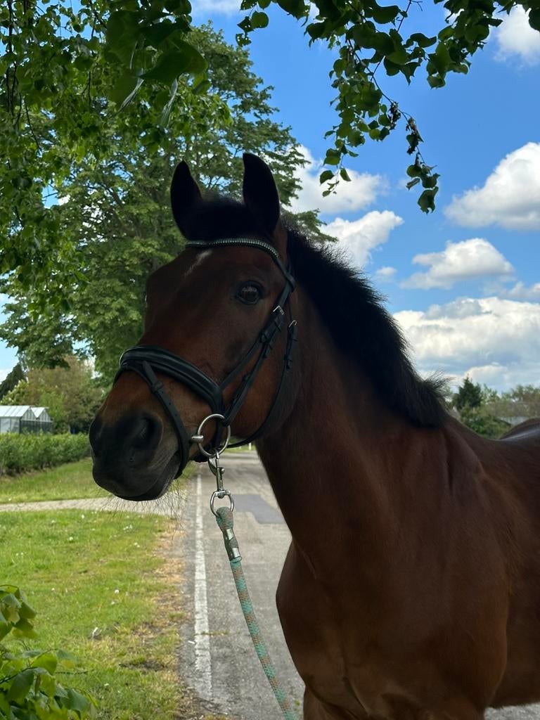 Lieve allround pony, Ophalen of Verzenden, Zo goed als nieuw