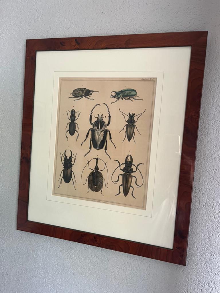 Lijst litho kevers, Ophalen