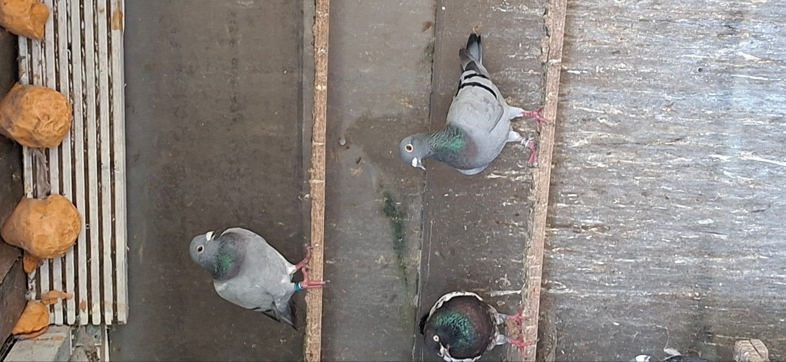 post duiven, Meerdere dieren, Postduif