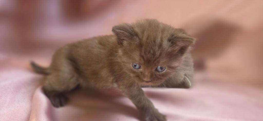 Britse korthaar kitten, Dieren en Toebehoren, Katten en Kittens | Raskatten | Korthaar, Kater, Ontwormd, 0 tot 2 jaar