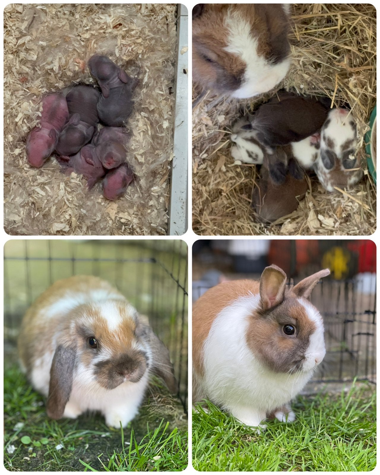 Konijntjes, Dieren en Toebehoren, Meerdere dieren, Dwerg, Hangoor