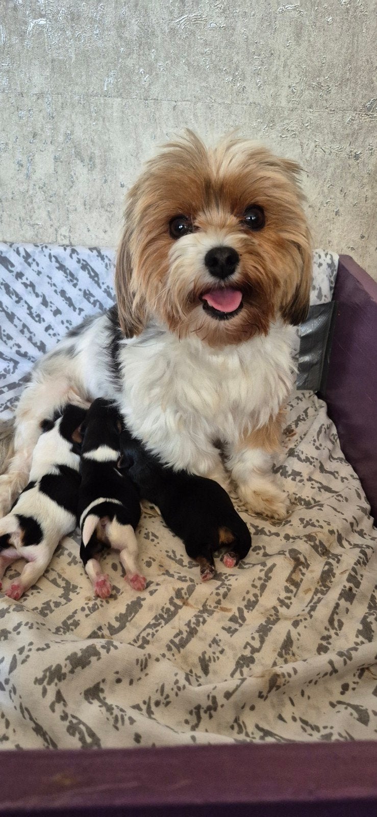 Biewer yorkshire terriërtjes puppies, Reu, 8 tot 15 weken, Meerdere, Parvo