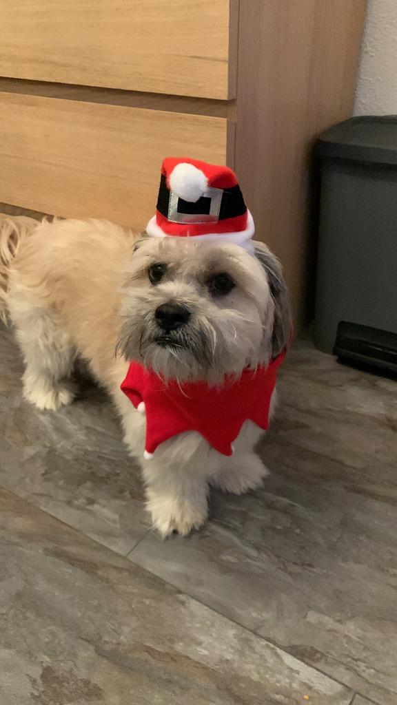 Lhasa Apso Puur dekreuen (  niet te koop), Dieren en Toebehoren, 6 jaar of ouder, Reu, Parvo, Eén hond