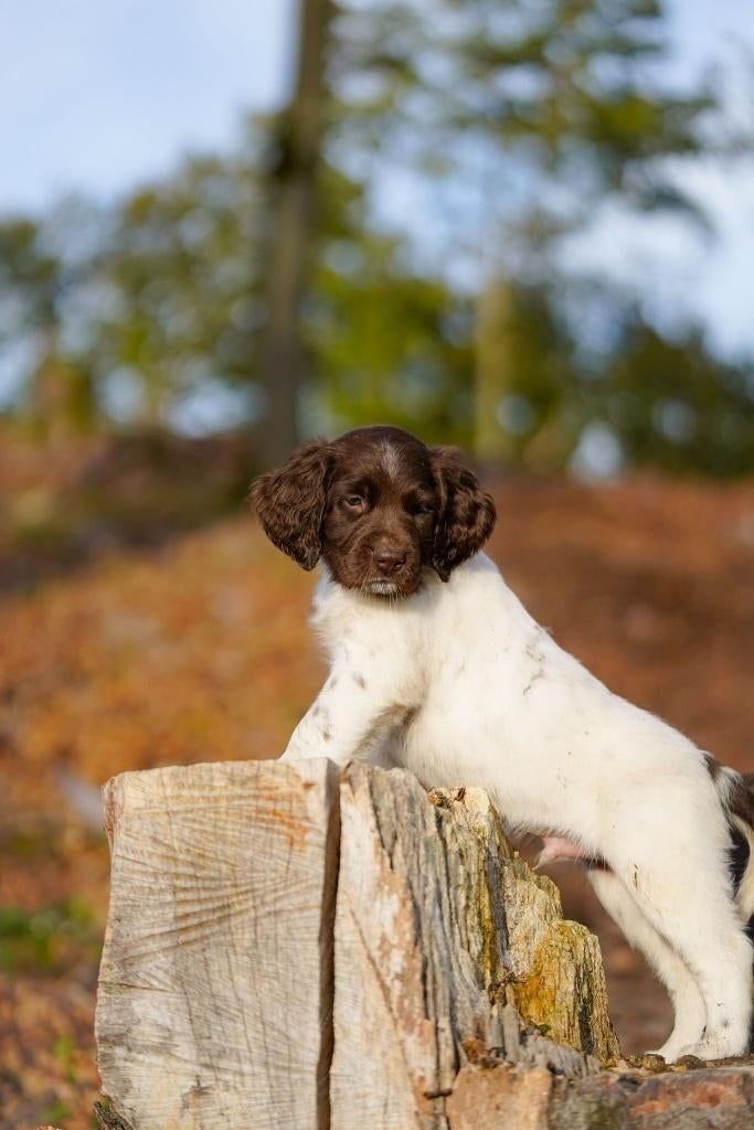 Gezonde Duitse Staande Langhaar Pups, Dieren en Toebehoren, Honden | Setters en Staande honden, Duitse Staande hond, Parvo, 8 tot 15 weken