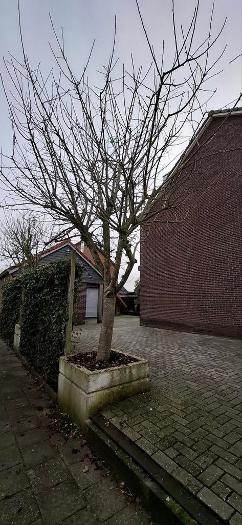 Twee appelbomen (moes) dikke stam, Tuin en Terras, Planten | Bomen, Overige soorten, Lente, 100 tot 250 cm, Ophalen