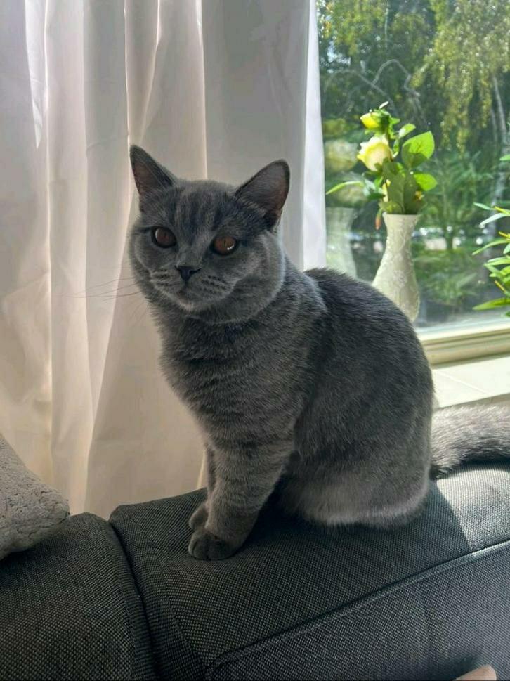 Dekkater Britse korthaar, Dieren en Toebehoren, Katten en Kittens | Dekkaters, 0 tot 2 jaar