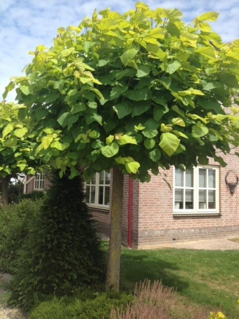 Gele bol Catalpa, Catalpa bignonioides 'Aurea' diverse maten, Tuin en Terras, Bloeit niet, Halfschaduw, 100 tot 250 cm, Ophalen