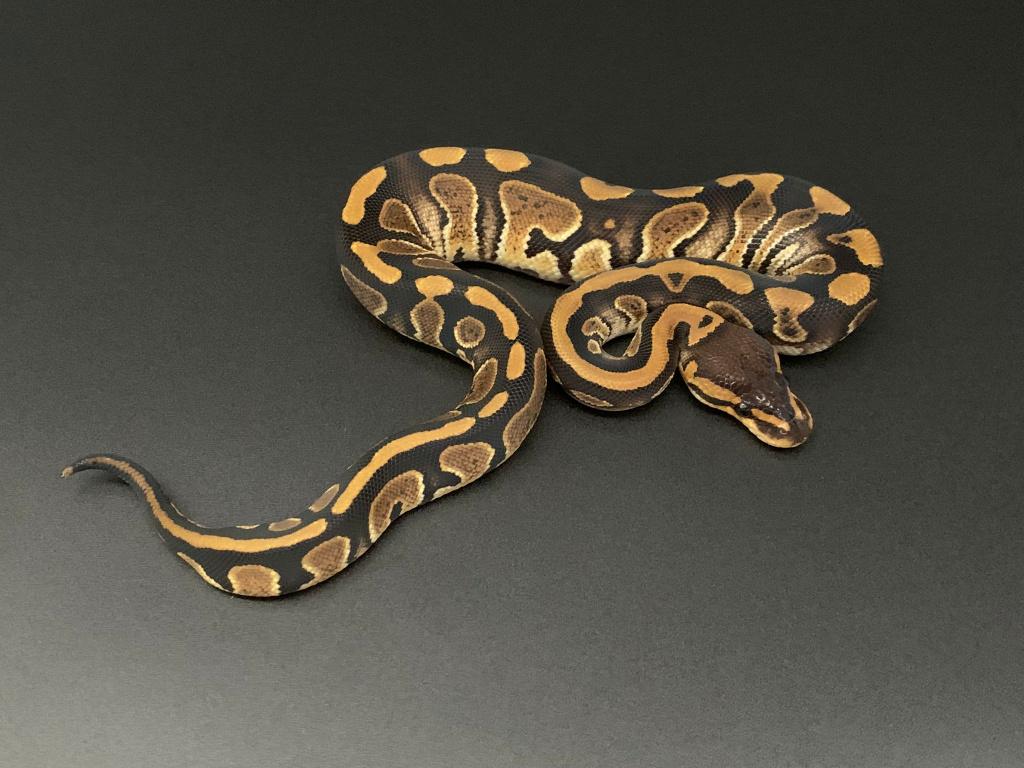 1.0 Wookie het clown python regius, Dieren en Toebehoren, Slang, 0 tot 2 jaar