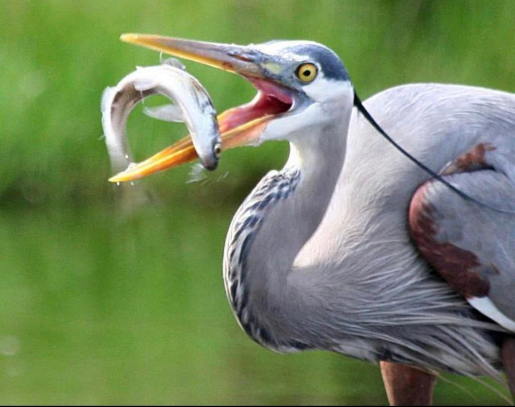 Schrikdraad tegen reigers - Bescherm uw vijver en vissen, Ophalen of Verzenden, Nieuw