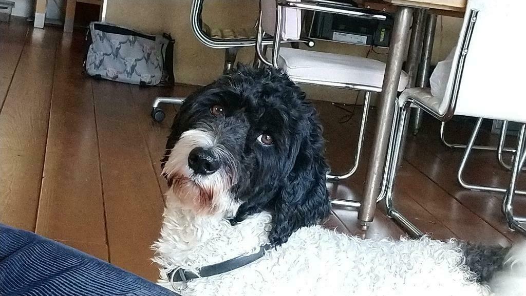 Zorro (onze dekreu) zoekt een lief teefje, 6 jaar of ouder, Reu, Parvo, Eén hond