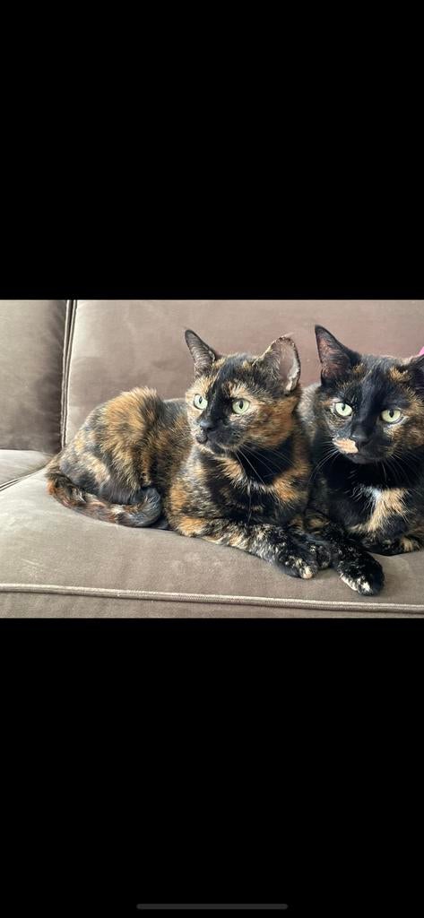 2 lieve poezen zoeken een lief baasje, Dieren en Toebehoren, Katten en Kittens | Overige Katten, Poes