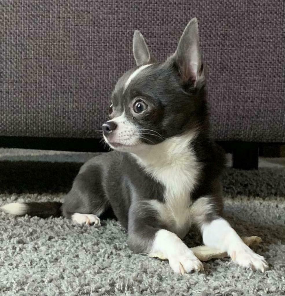 Ervaren blauw/grijze chihuahua reu ter dekking(Niet te koop), Reu, Parvo, Eén hond, 3 tot 5 jaar