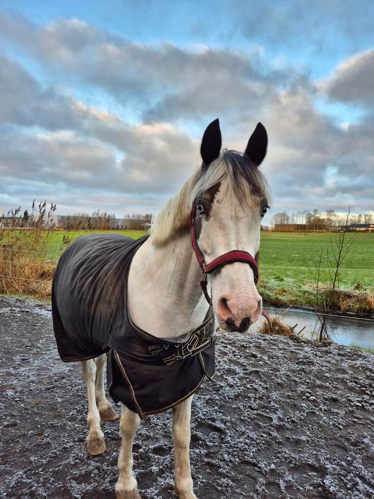Verzorg/lease pony aangeboden