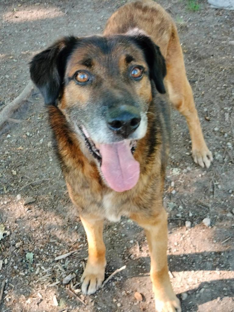 Waar mag deze wat oudere spontane man Nero komen wonen?, Dieren en Toebehoren, Honden | Setters en Staande honden, 6 jaar of ouder