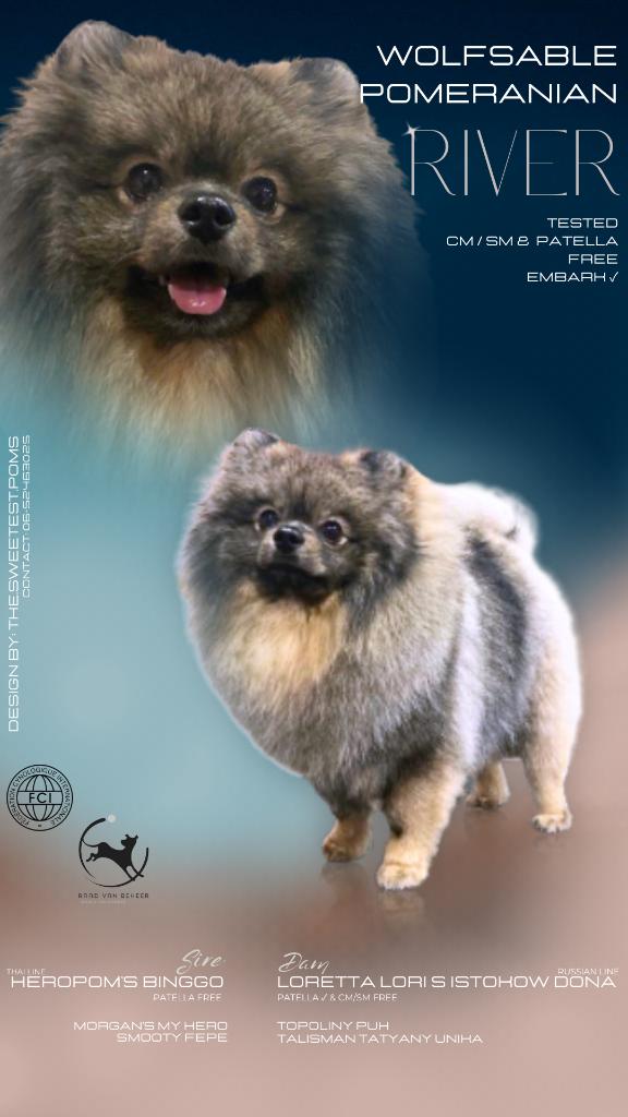 Dekreu Pomeranian FCI CM/SM en PL vrij getest Embark & CFR, Parvo, Keeshond, Reu, Eén hond