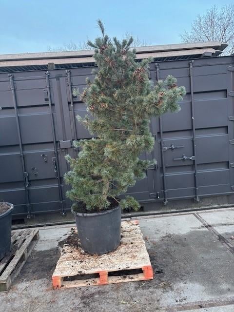 pinus parviflora schoon's bonsai, Vaste plant, Bloeit niet, Halfschaduw, Ophalen